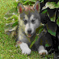 Photo - 6