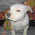 Photo - 8