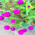 Photo - 5