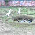 Photo - 6