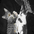 Photo - 10